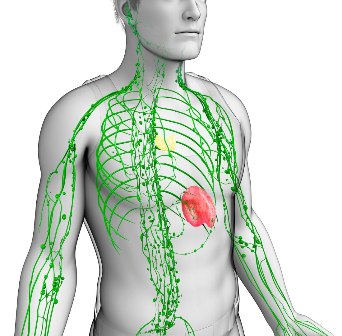 Dein Immunsystem stärken Immunsystem stärken: Körper