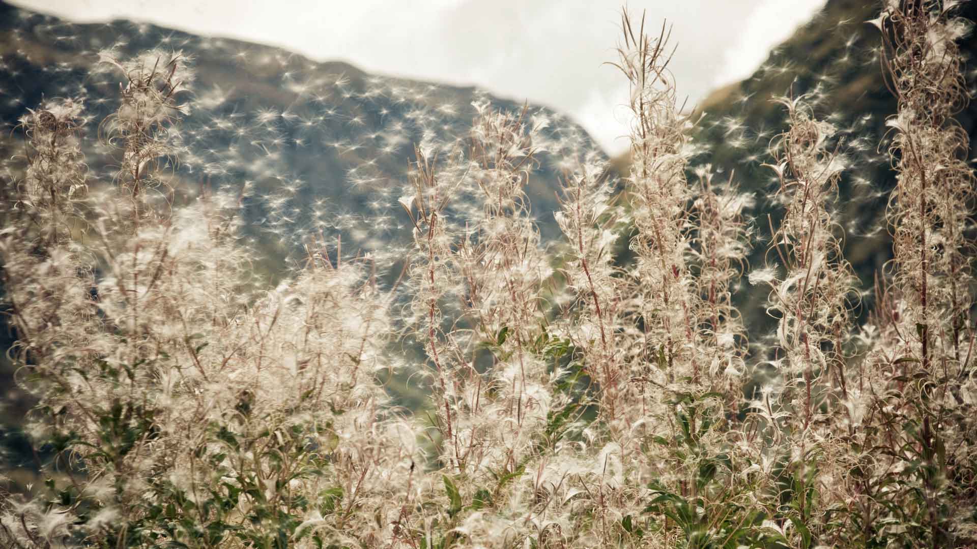 Allergie loswerden: Pollen