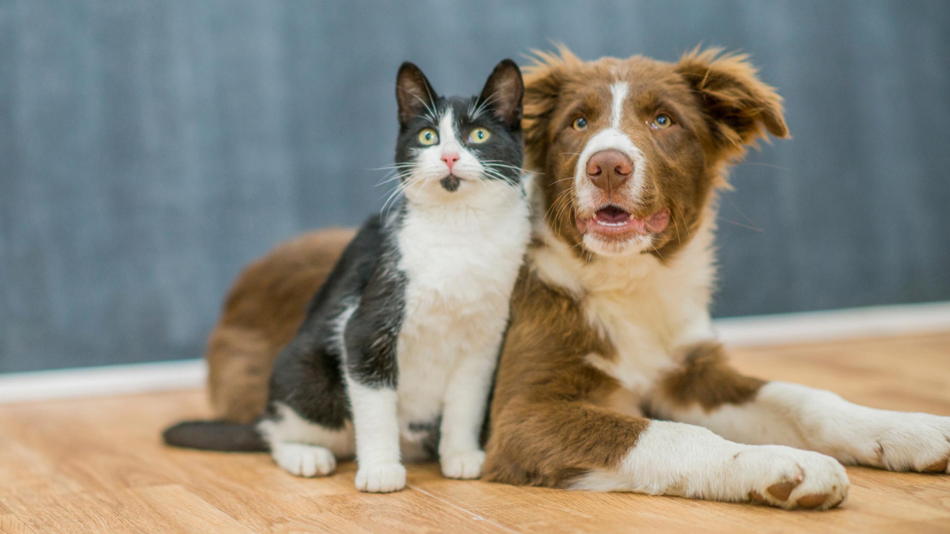 Blockaden bei Tieren lösen: Haustiere