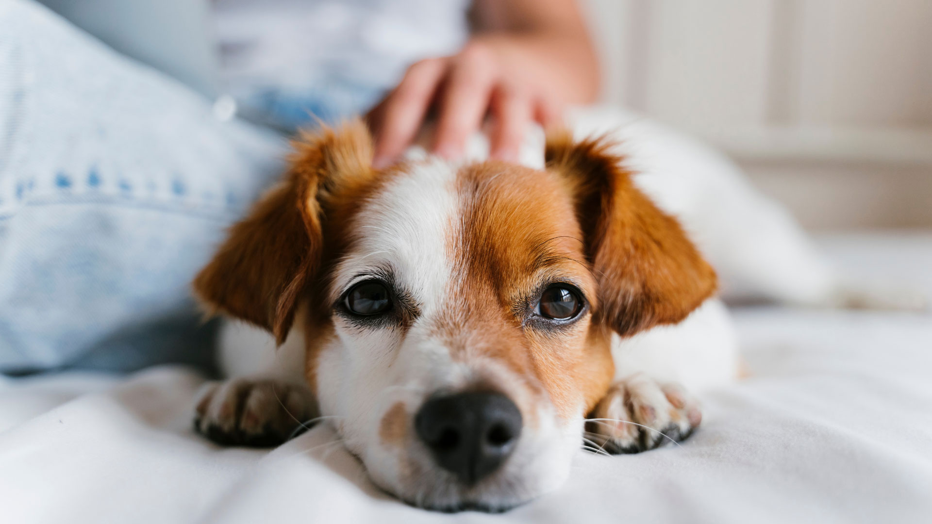 Blockaden bei Tieren lösen: Hund