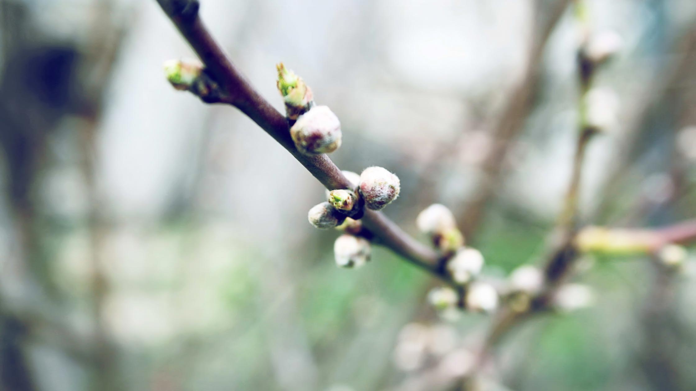 Imbolc Imbolc: Knospen