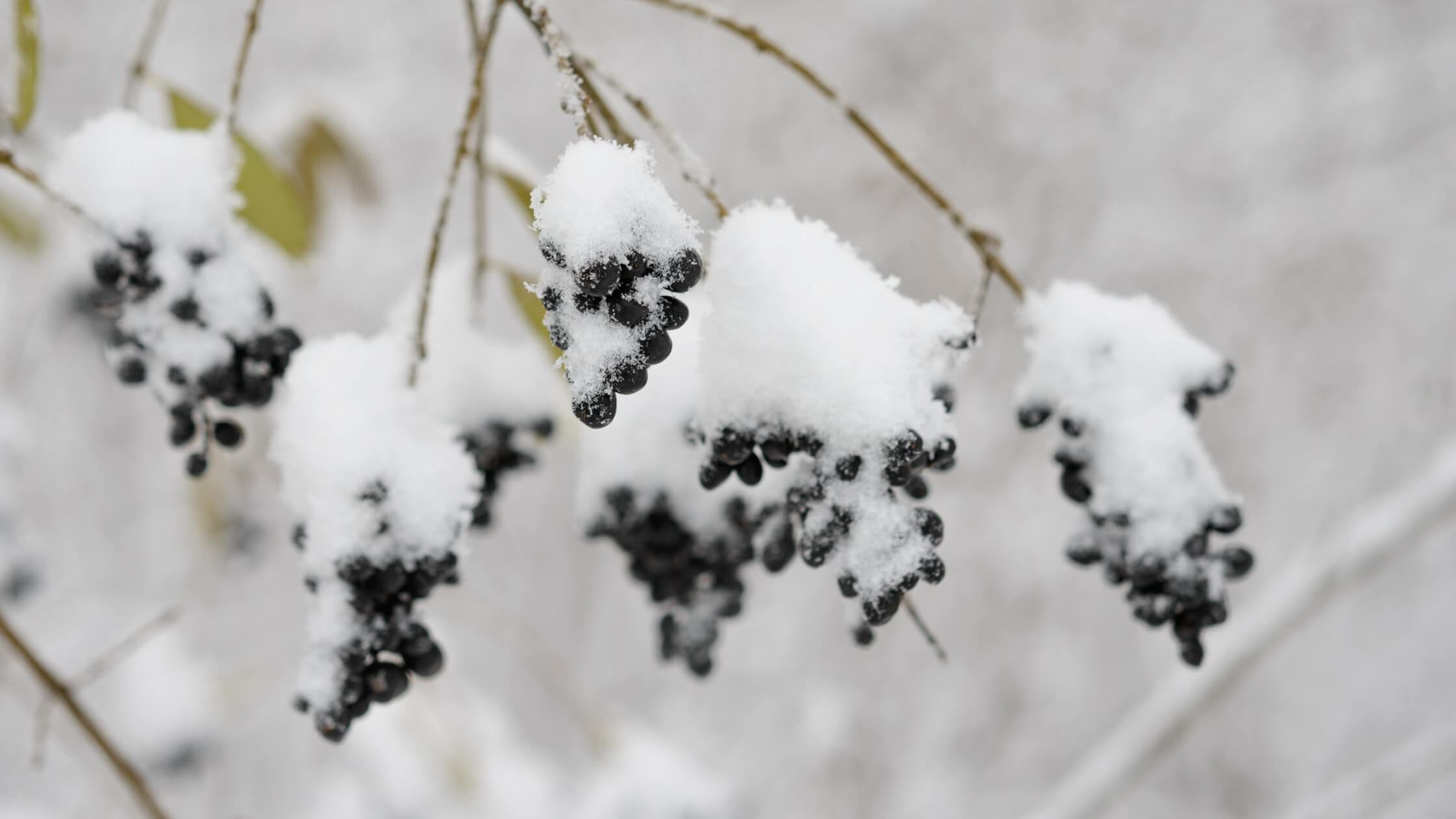 Verschneite Winterlandschaft mit mächtigem Holunderbaum, mystische Stimmung, Nebel, Morgendämmerung, Wintersonnenwende