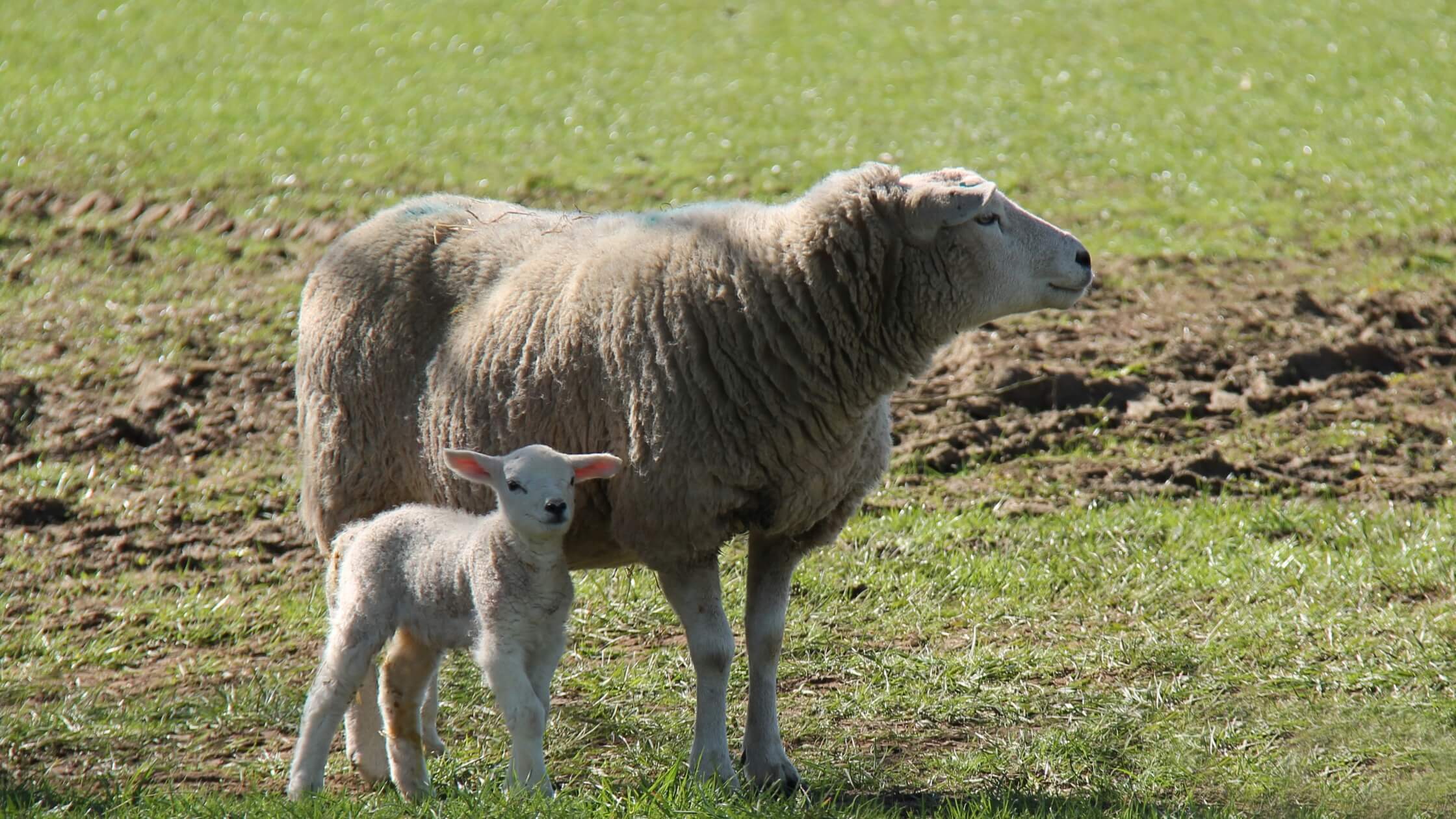 Neugeborenes Lamm mit Mutterschaf, friedlich, neues Leben, Imbolc