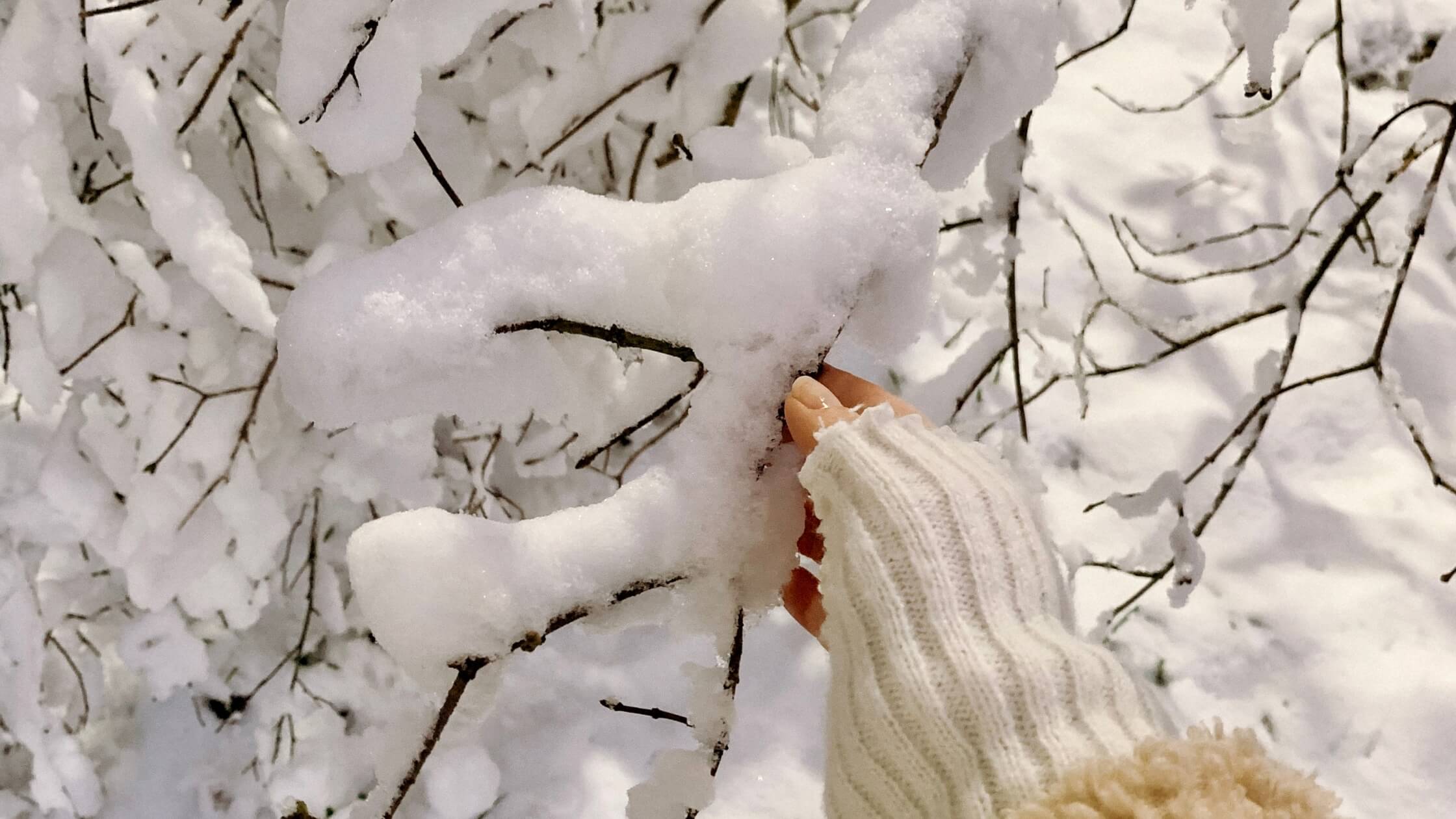 Hand berührt verschneiten Apfelbaum, liebevoll, Ritual Imbolc