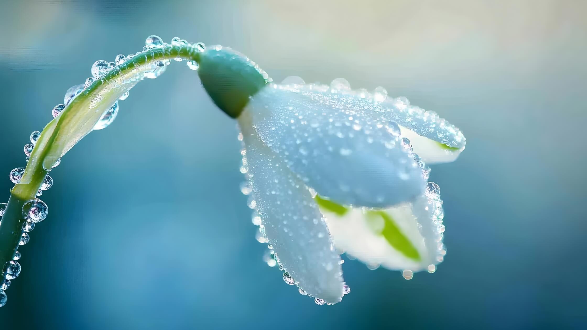 Einzelnes Schneeglöckchen mit Tautropfen, Makro, friedlich, Imbolc