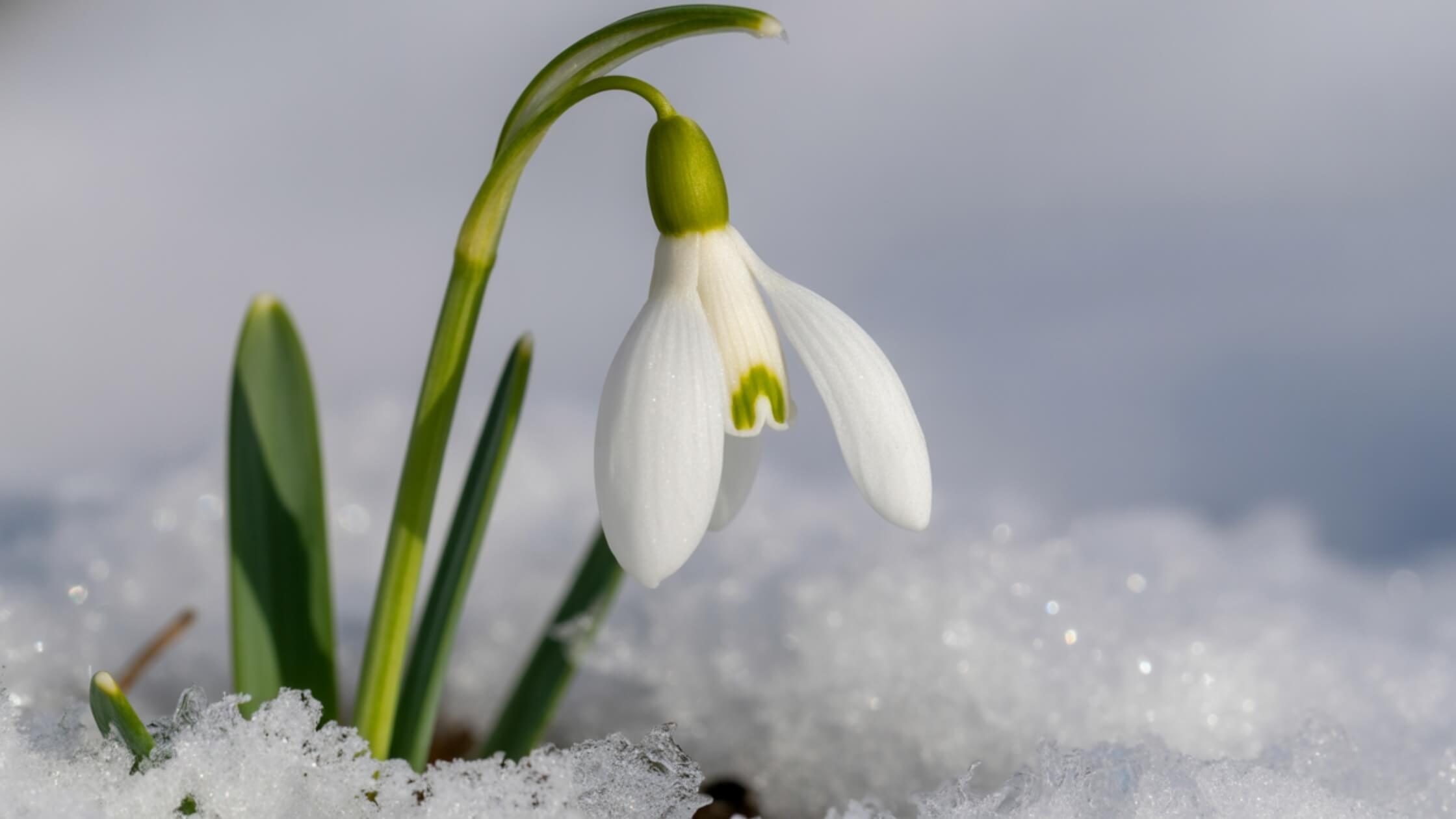 Schneeglöckchen durchbricht Schnee, hoffnungsvoll