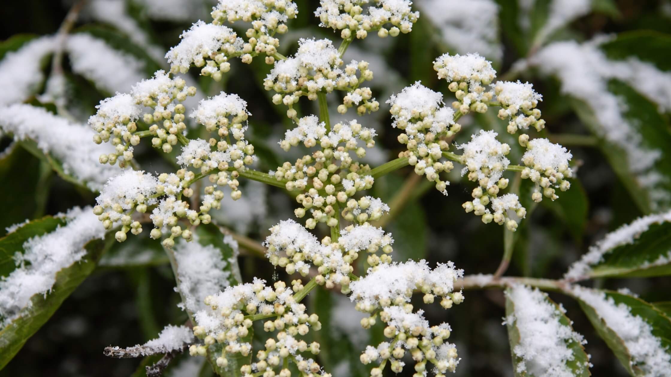 Holunder mit Schnee, aber erste Knospen sichtbar, Übergang, Imbolc