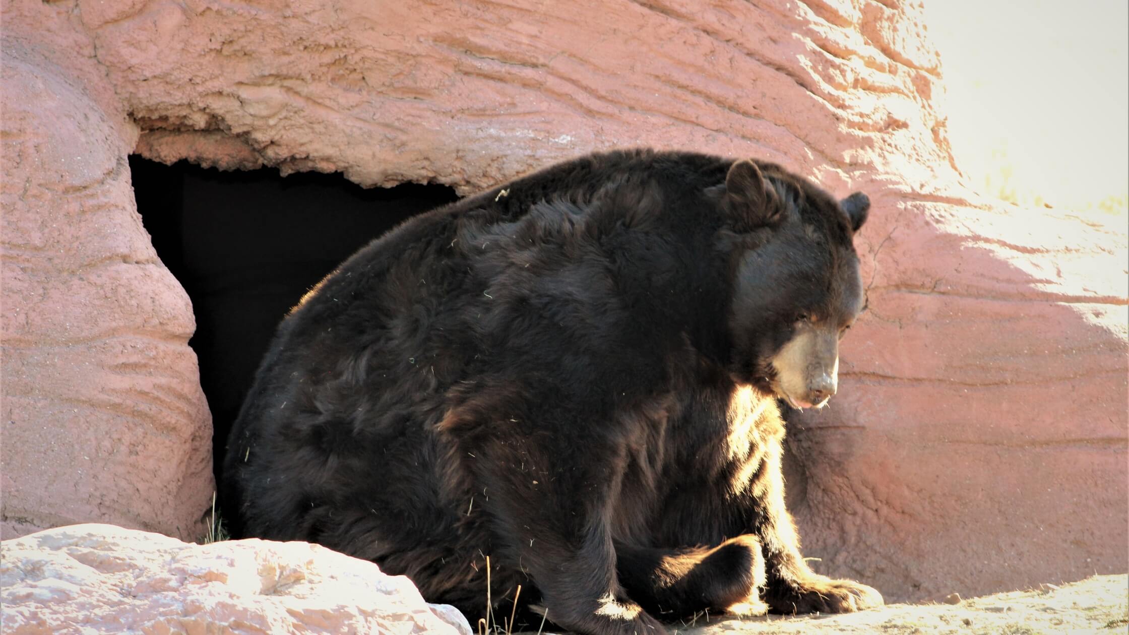 Bär vor Höhle bei Sonnenaufgang, mystisch, kraftvoll. Imbolc