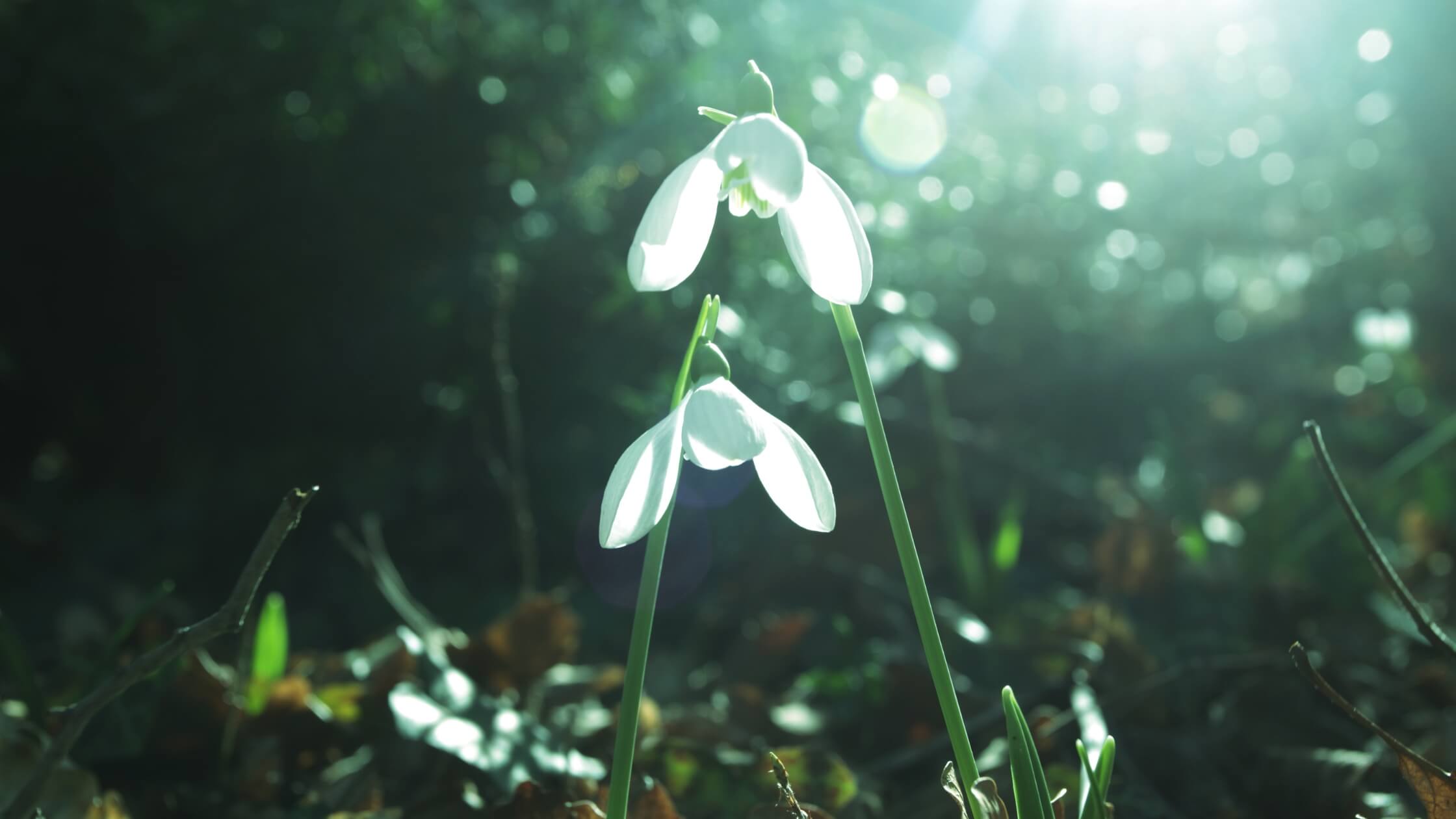 Schneeglöckchen im Schnee