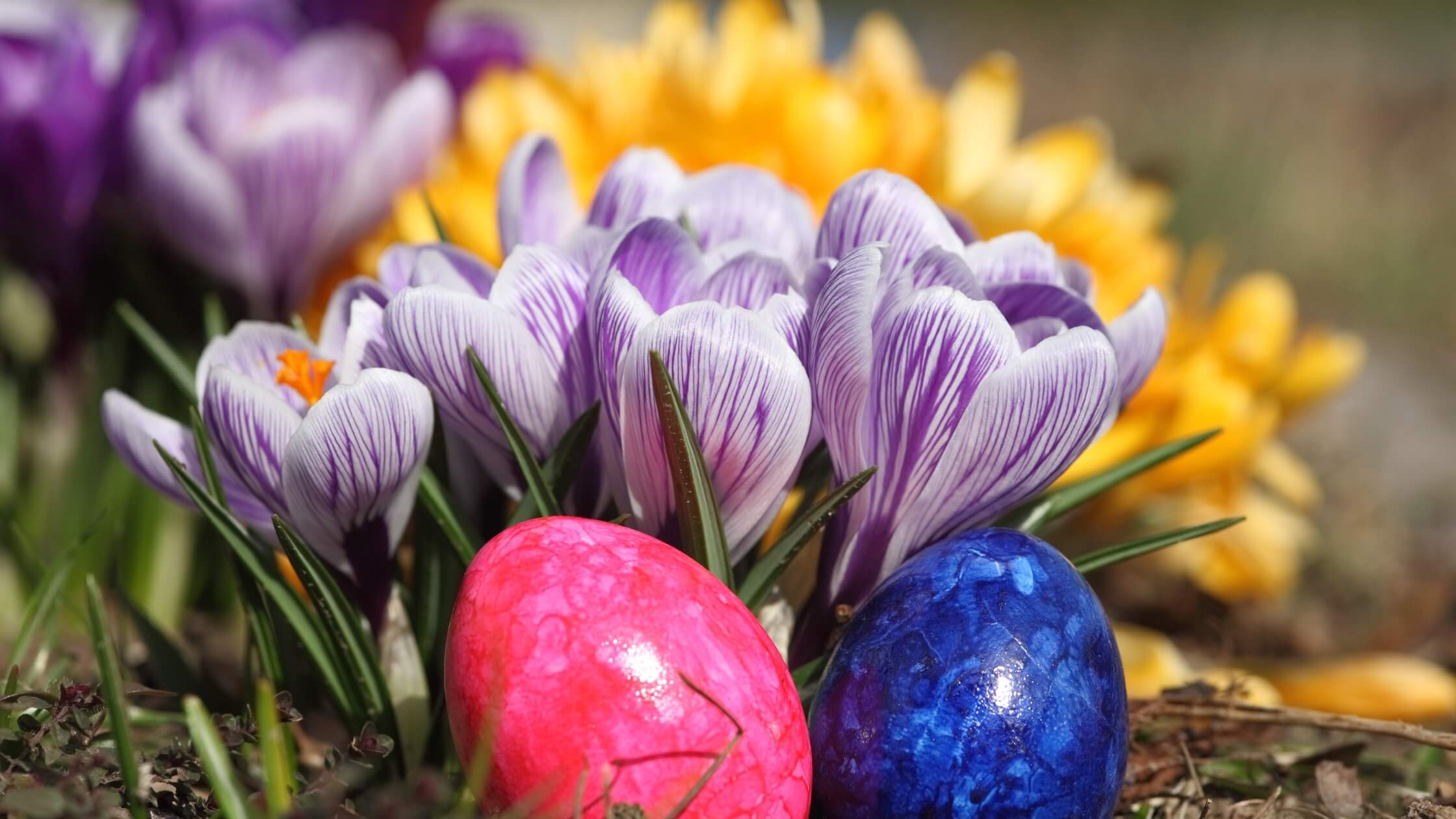 Frühlingswiese, bunte Eier, Blüten