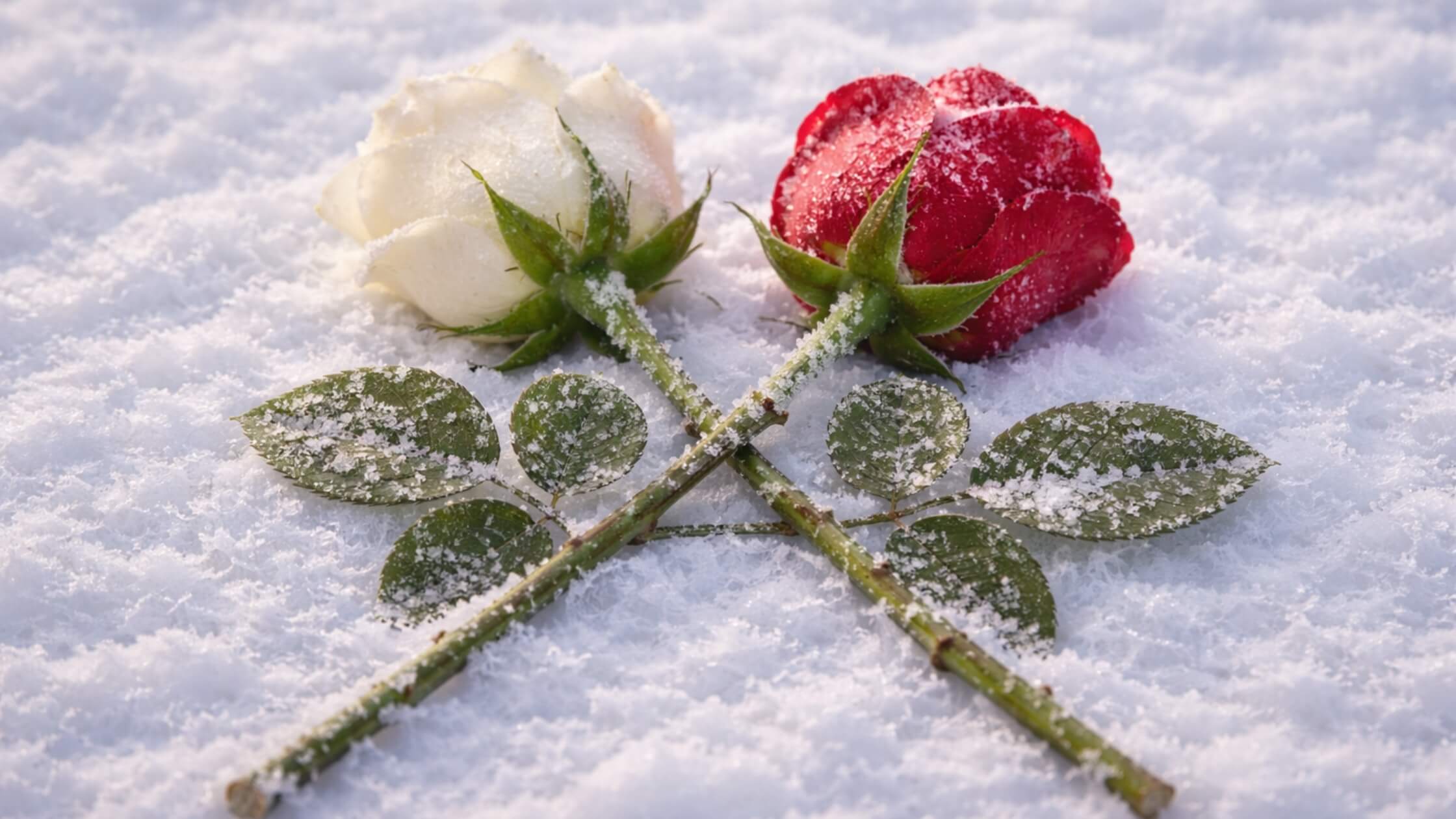 Zwei Rosen - eine weiß, eine rot - im Schnee, Imbolc