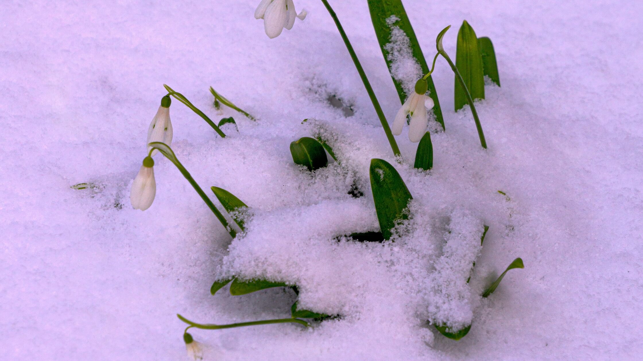 Schneeglöckchen durchbrechen Schnee, zart aber entschlossen, Imbolc