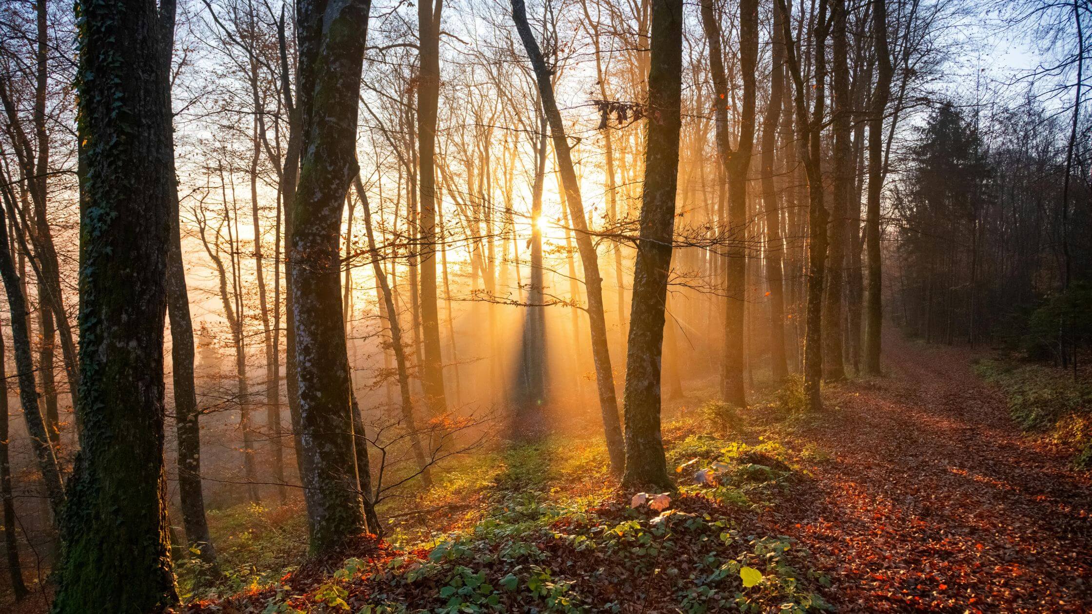 Weg durch stillen Wald im Nebel – symbolisiert den schrittweisen Human Design Prozess und Geduld