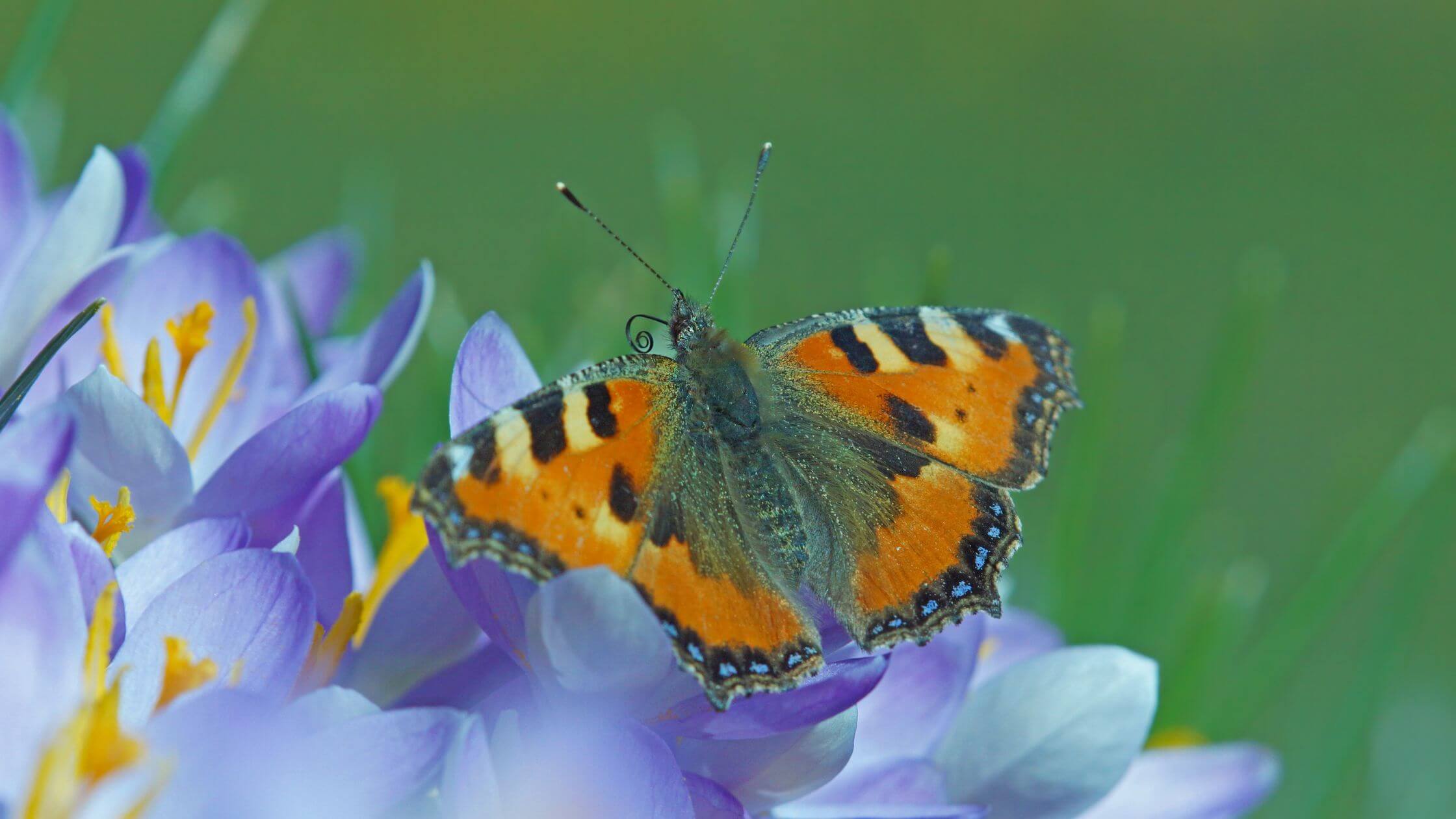 Blühende Frühlingswiese mit Schmetterlingen feiert Ostara