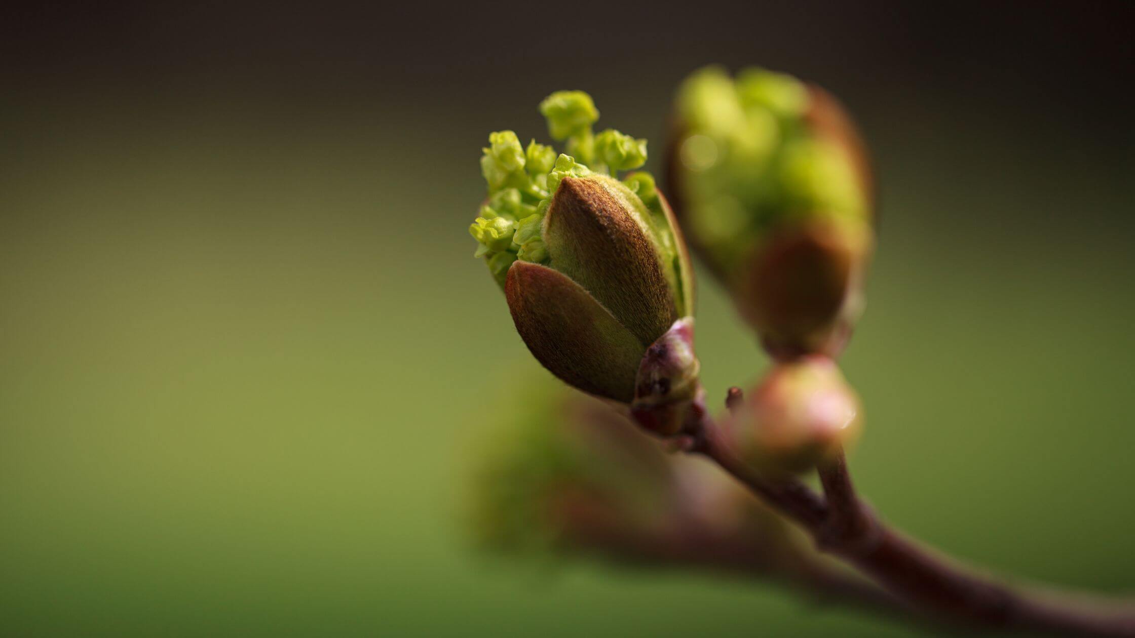 Aufbrechende grüne Knospe symbolisiert Frühlingserwachen zu Ostara