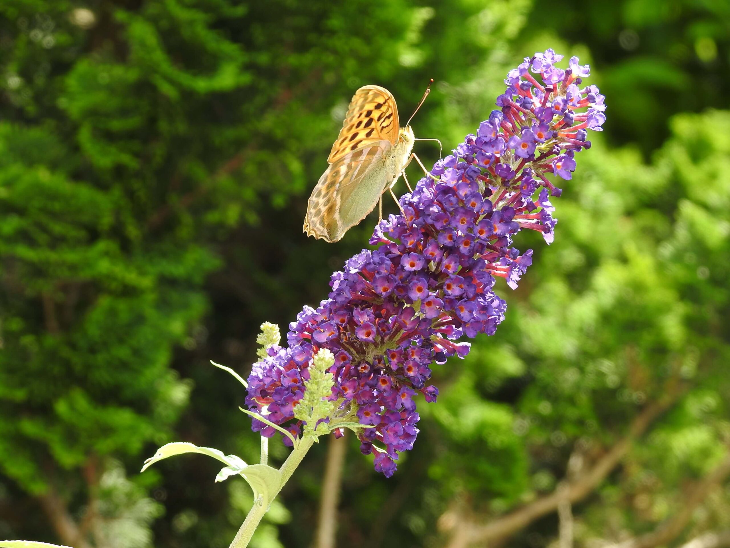 Schmetterling scaled