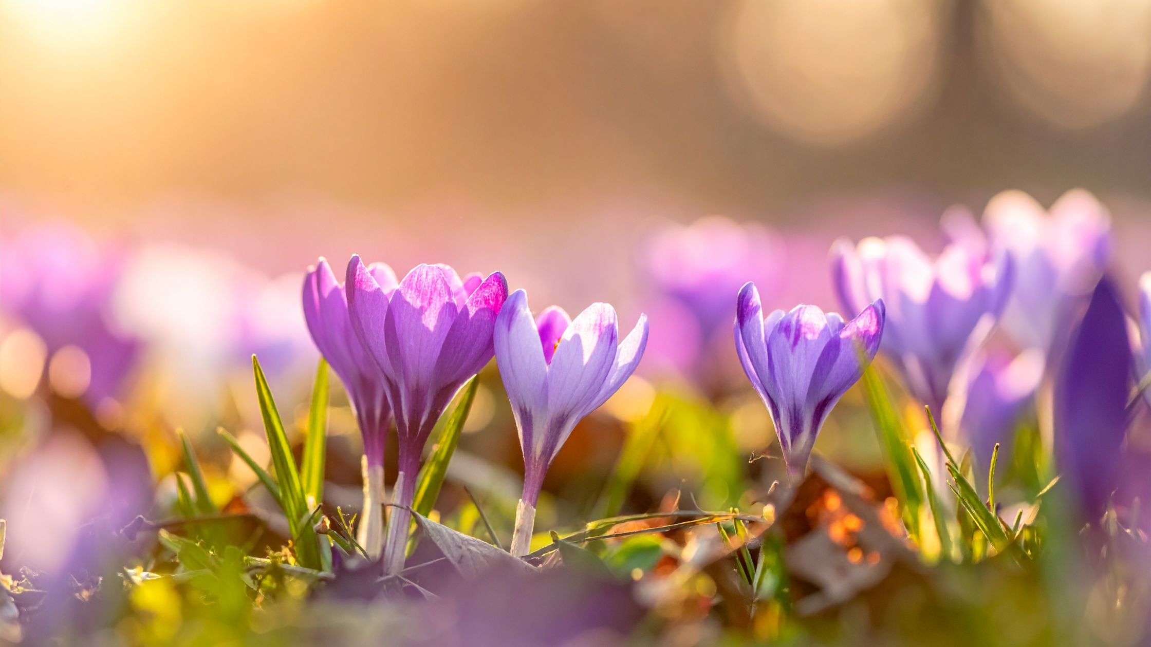 14 Bluehende Fruehlingswiese im Sonnenlicht