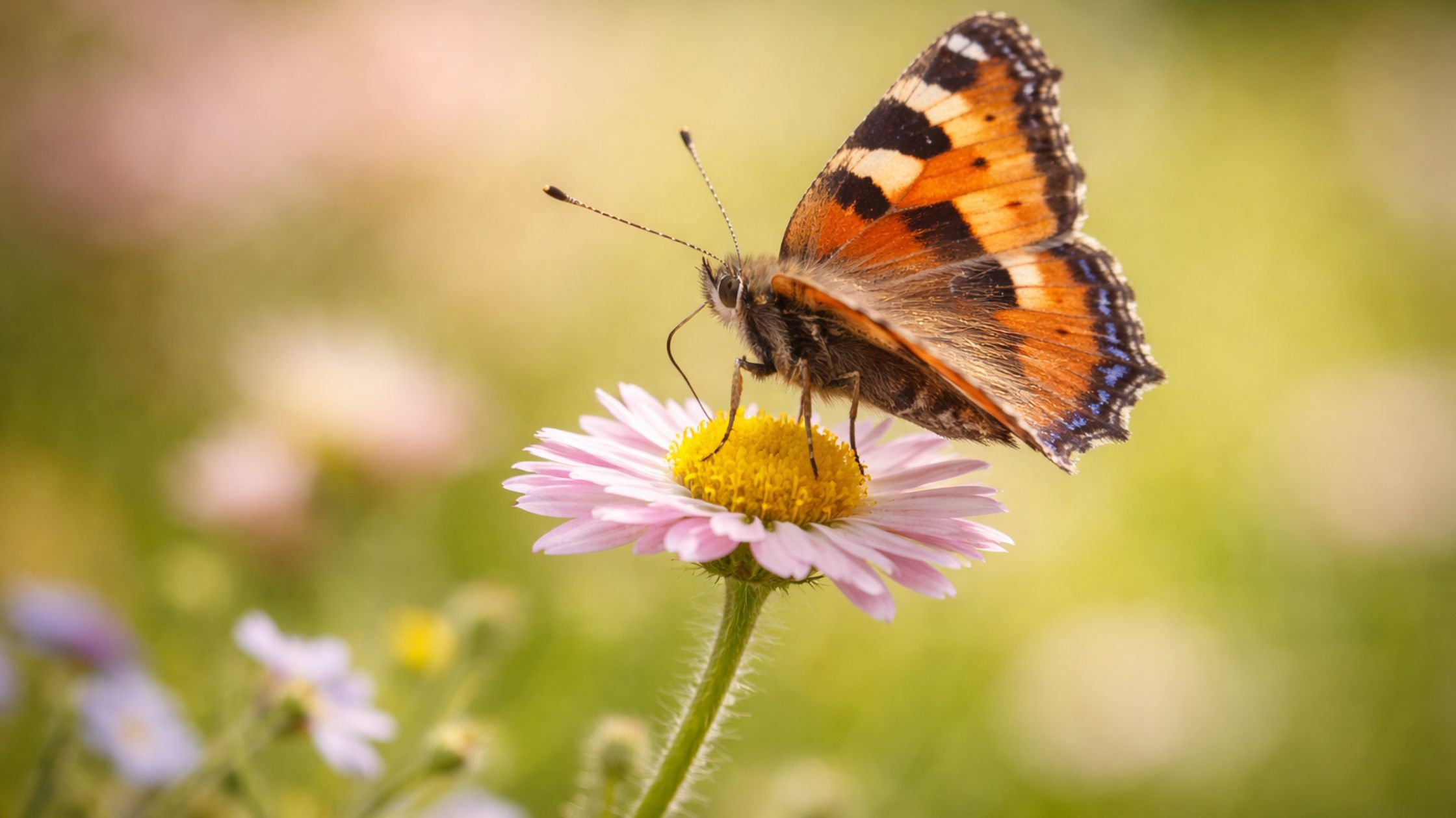 15 Schmetterling auf Fruehlingsblume 2