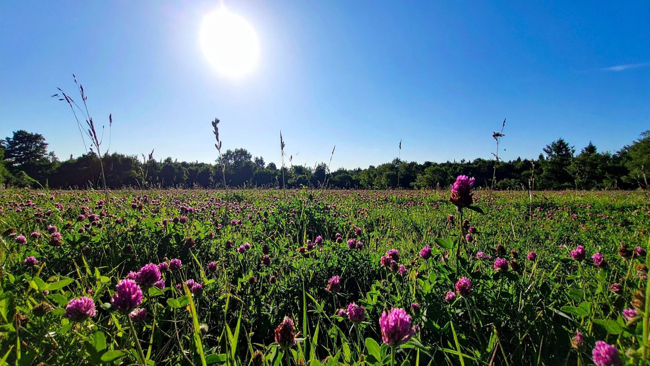 Weite Sommerlandschaft unter der Mittagssonne zum Zenit – Symbol für den höchsten Lichttag des Jahres an Litha
