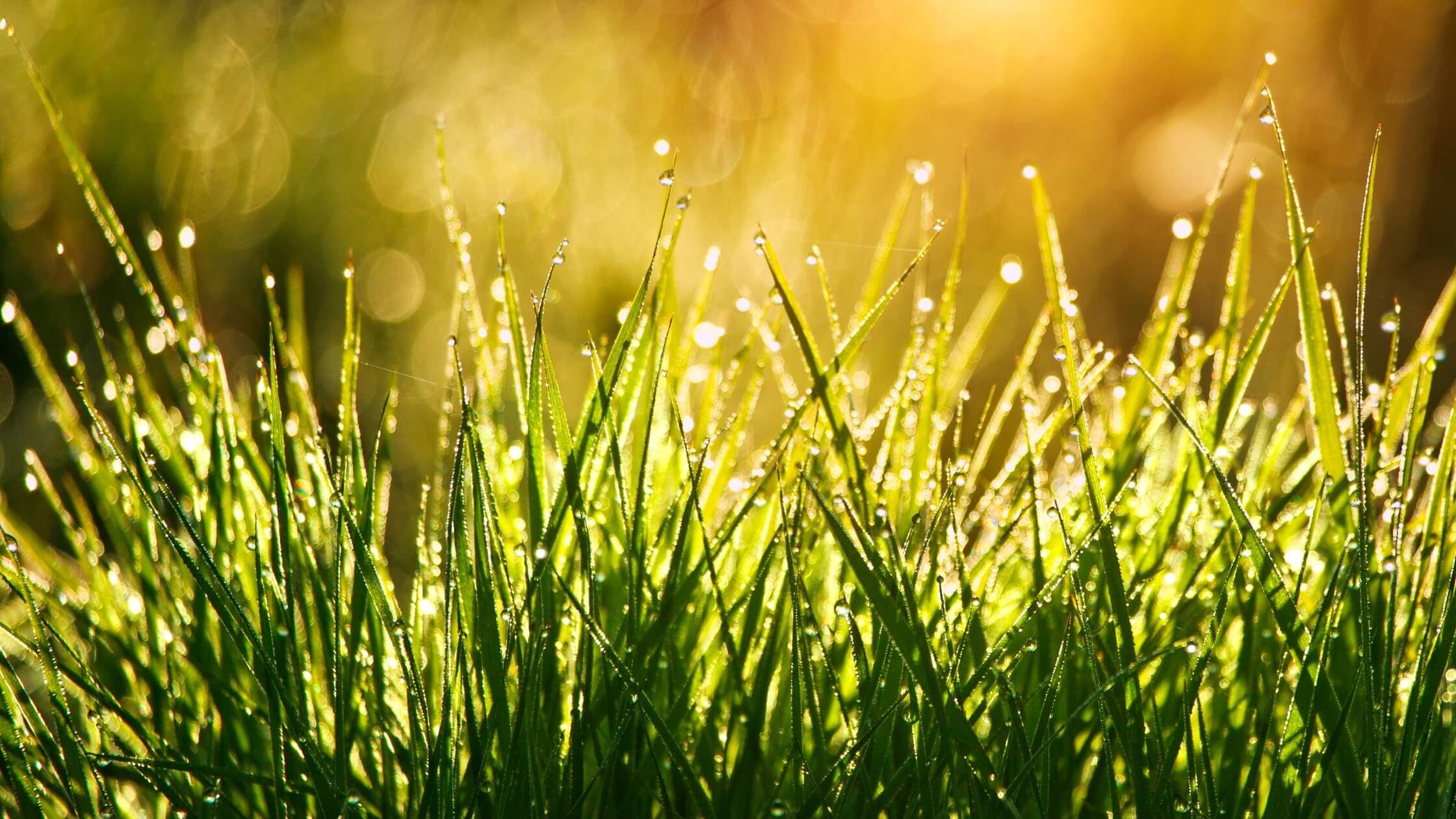 Morgentau auf einer Sommerwiese bei Sonnenaufgang – traditioneller Litha-Brauch des Tauschöpfens zur Sommersonnenwende