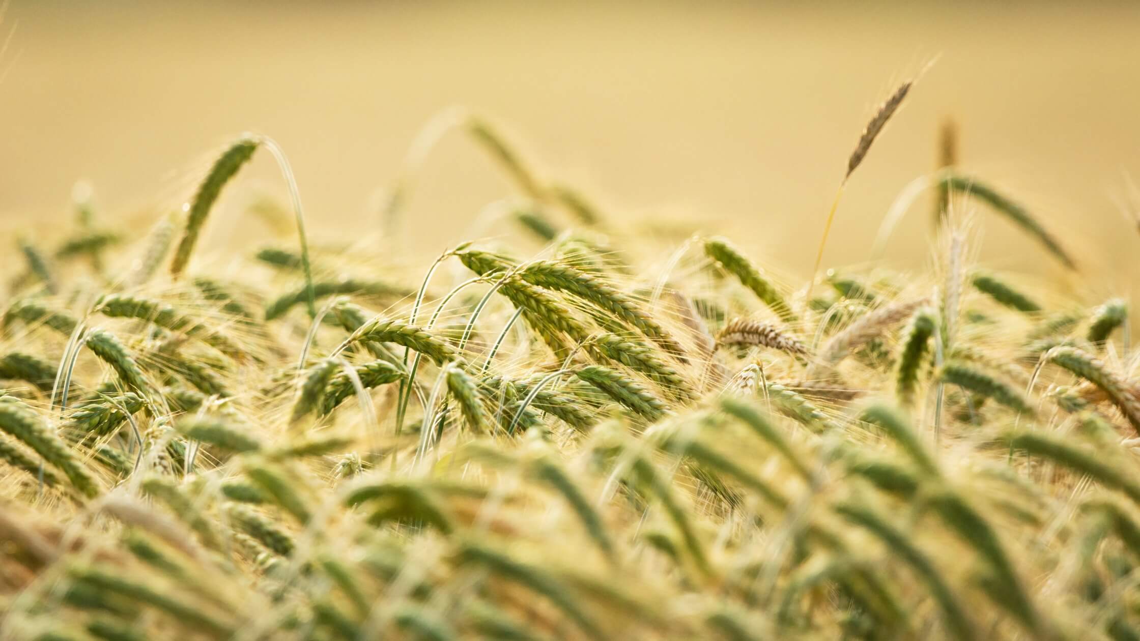 Goldenes Getreidefeld im Hochsommer – Symbol für die Fülle und Reife zur Zeit der Sommersonnenwende im Jahreskreis