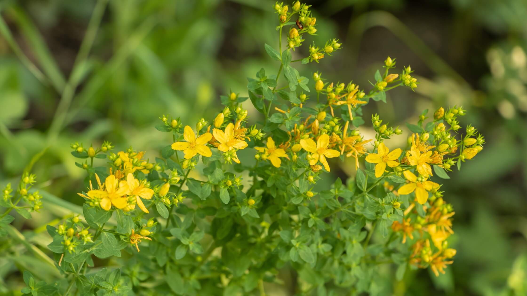 Johanniskraut (Hypericum perforatum) in voller Blüte zur Sommersonnenwende – das wichtigste Heilkraut der Litha-Zeit