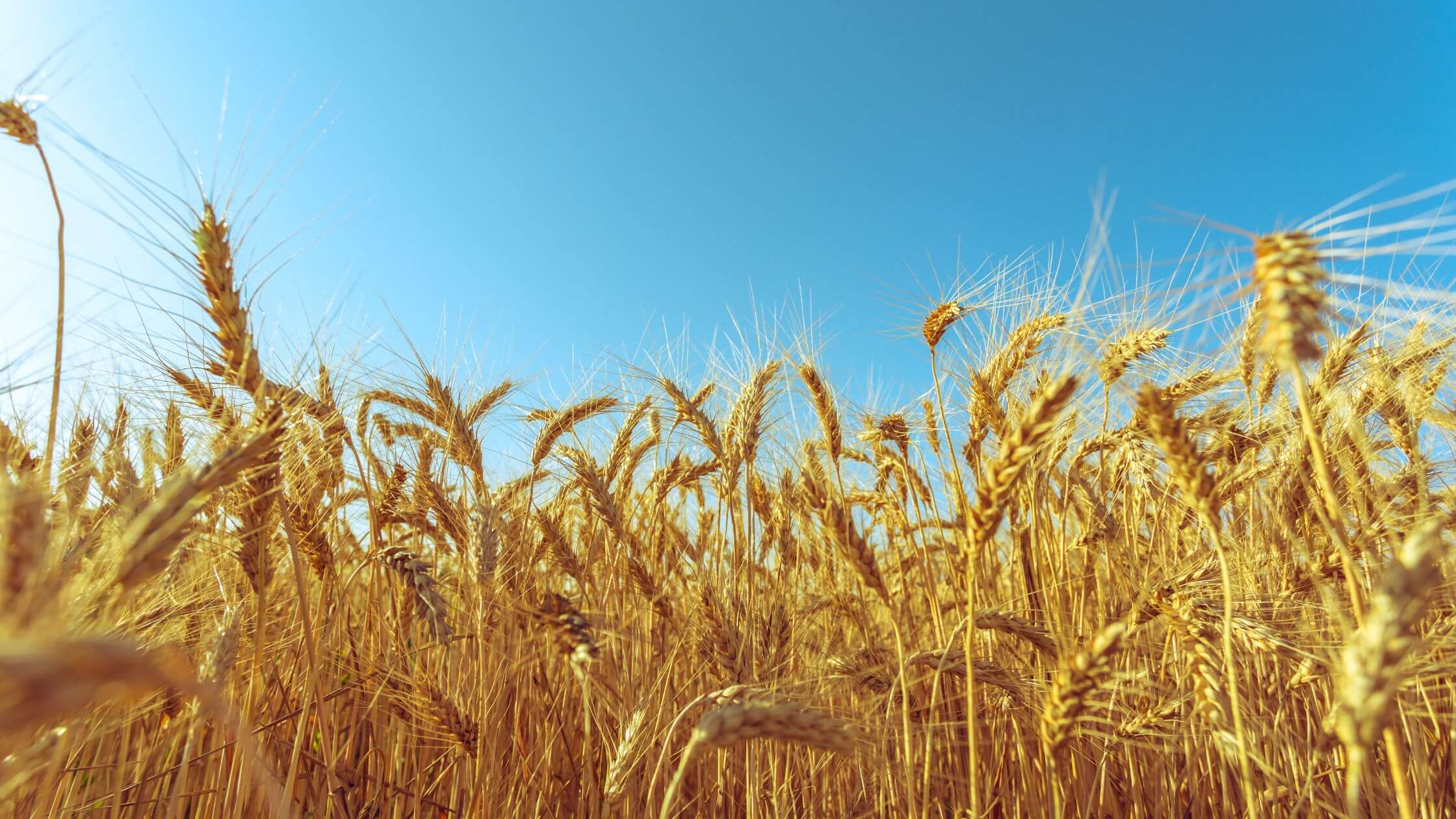 Goldene Getreideähren im Sommerwind – Symbol für Lughnasadh