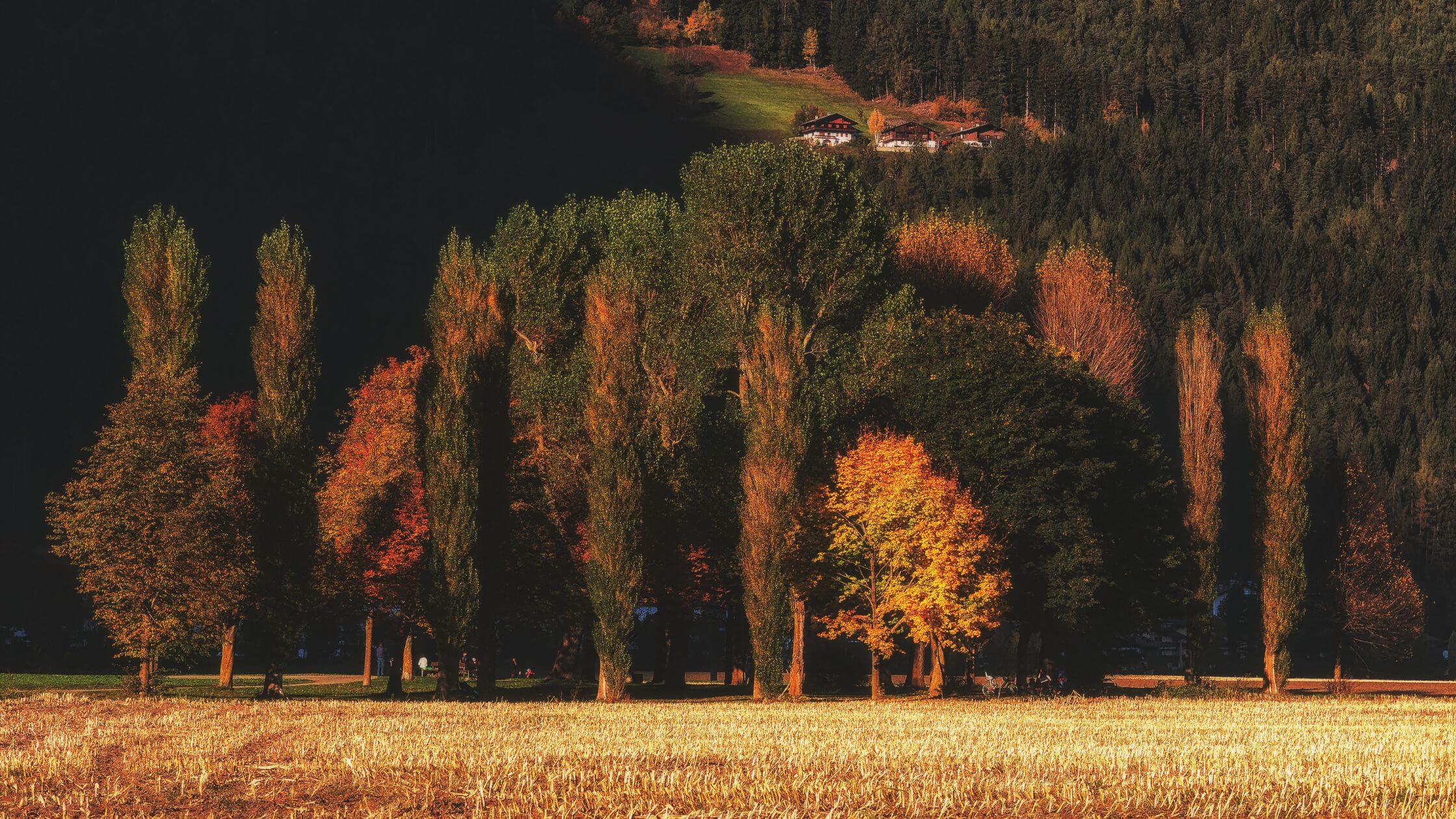 Mabon – Das Fest der Herbsttagundnachtgleiche im Jahreskreis Herbstlicher Wald mit warmem Licht zwischen den Ästen – Stimmungsbild zu Mabon