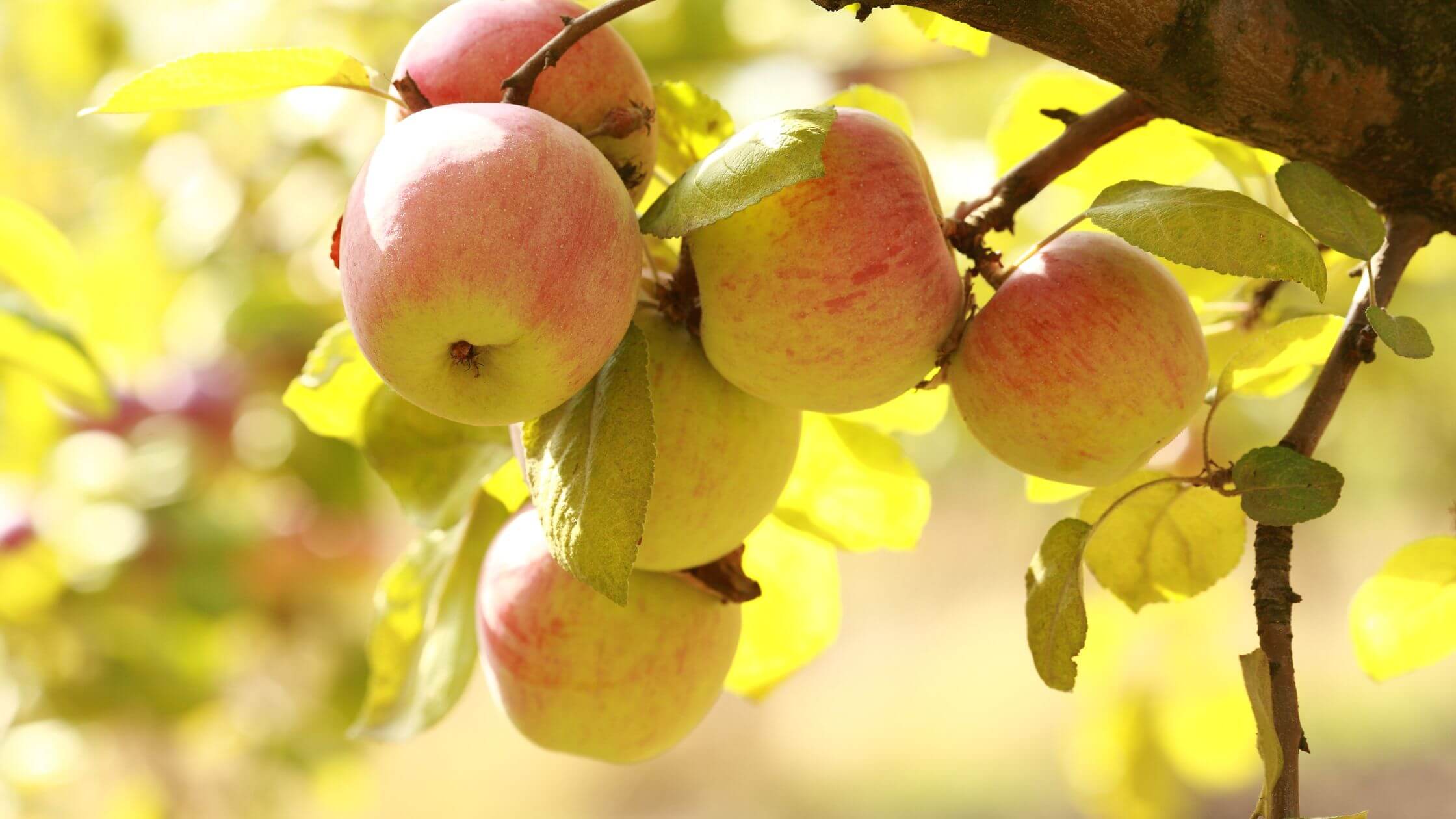 Mabon – Das Fest der Herbsttagundnachtgleiche im Jahreskreis Äpfel am Baum im Herbst – zentrales Symbol des Jahreskreisfestes Mabon
