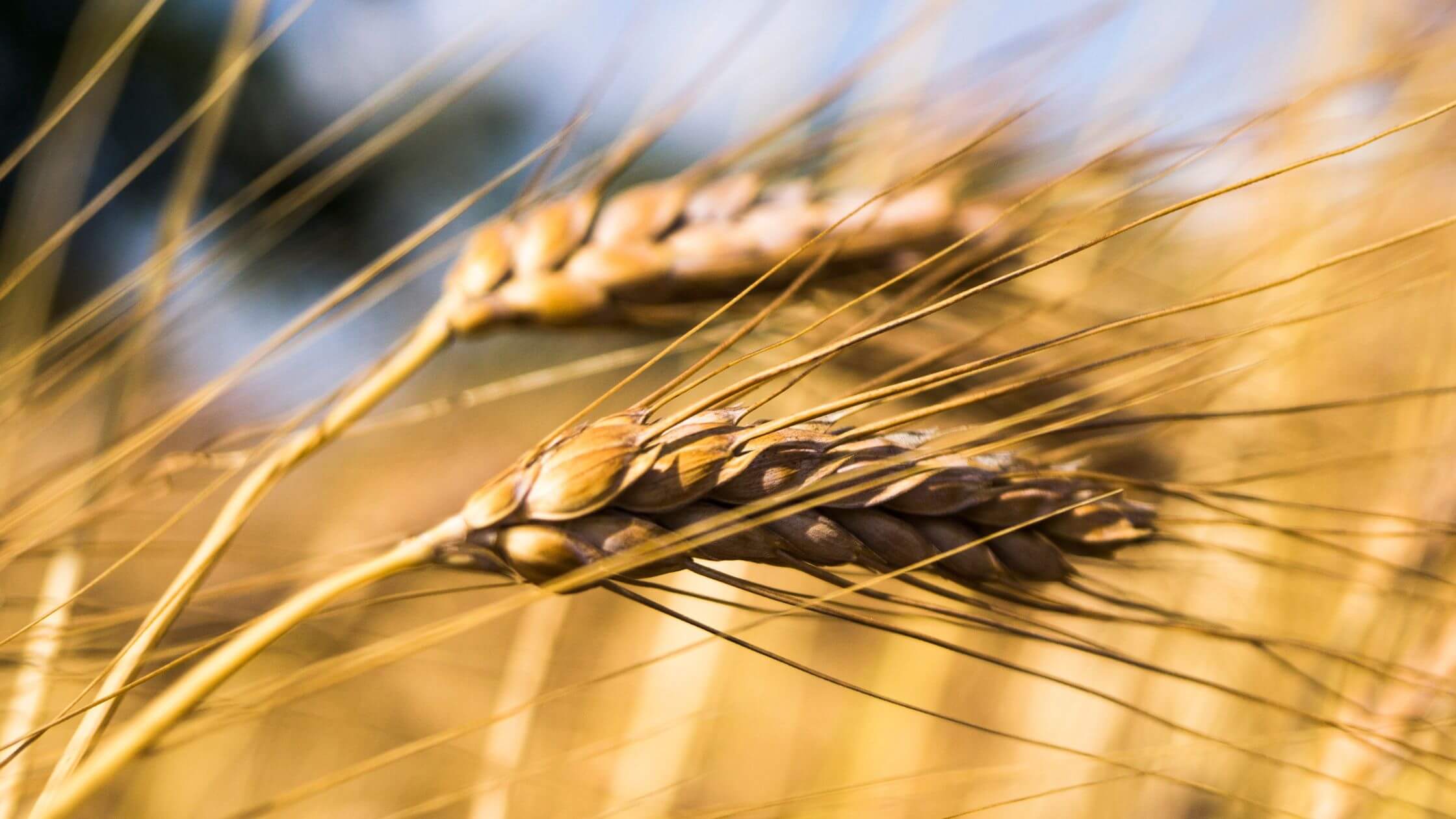 Nahaufnahme reifer Getreideähren zu Lughnasadh