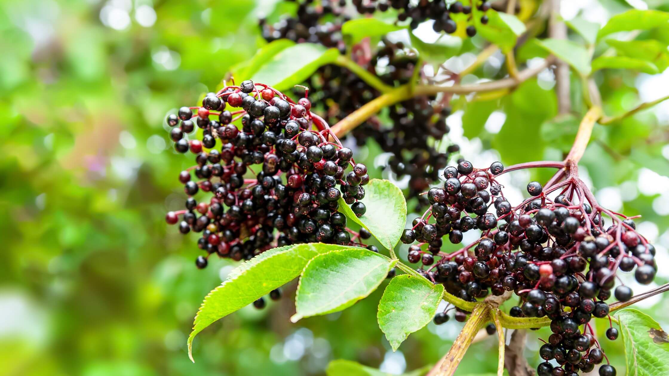 Holunderbeeren als Symbol der schwarzen Göttin im Jahreskreis